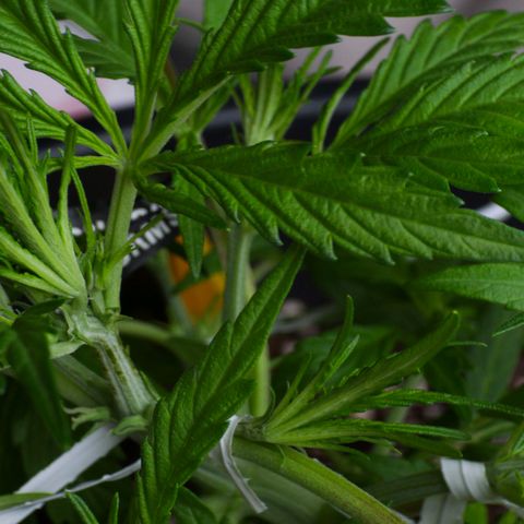 First strawberry haze growlog timeline photo