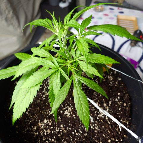 First strawberry haze growlog timeline photo