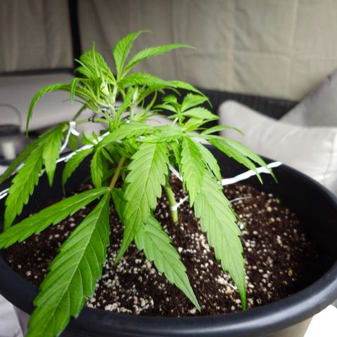 First strawberry haze growlog timeline photo