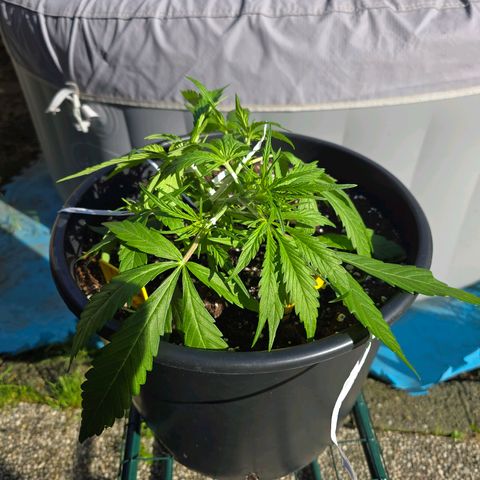 First strawberry haze growlog timeline photo