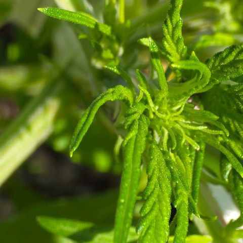 First strawberry haze growlog timeline photo