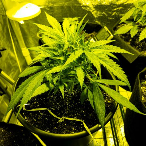First strawberry haze growlog timeline photo