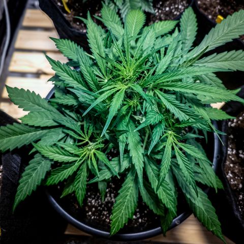 First strawberry haze growlog timeline photo