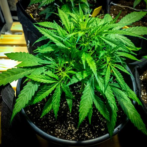 First strawberry haze growlog timeline photo