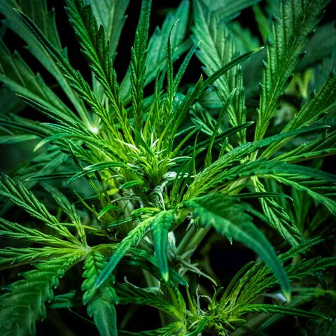 First strawberry haze growlog timeline photo