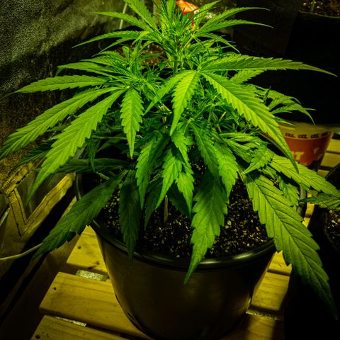 First strawberry haze growlog timeline photo