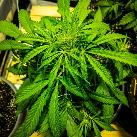 First strawberry haze growlog timeline photo
