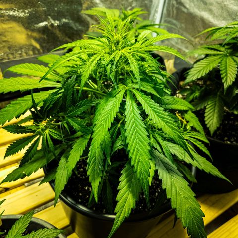 First strawberry haze growlog timeline photo