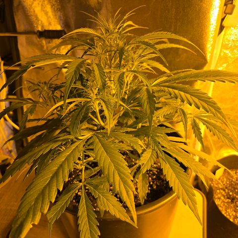 First strawberry haze growlog timeline photo