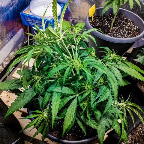 First strawberry haze growlog timeline photo