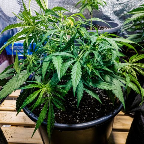 First strawberry haze growlog timeline photo