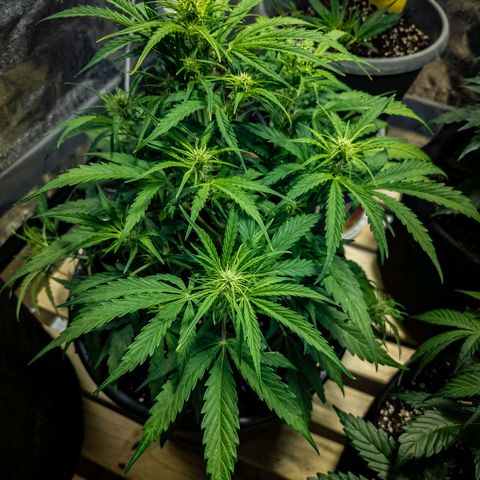 First strawberry haze growlog timeline photo