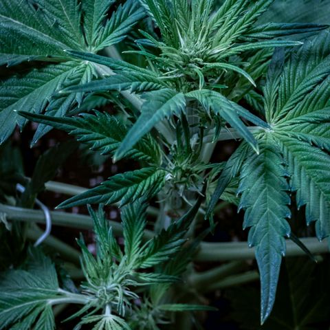 First strawberry haze growlog timeline photo