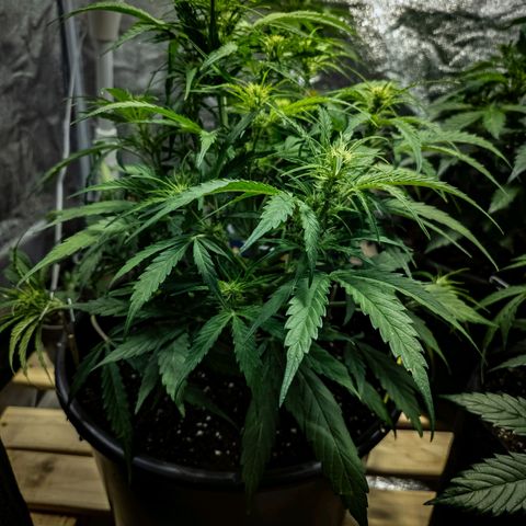 First strawberry haze growlog timeline photo