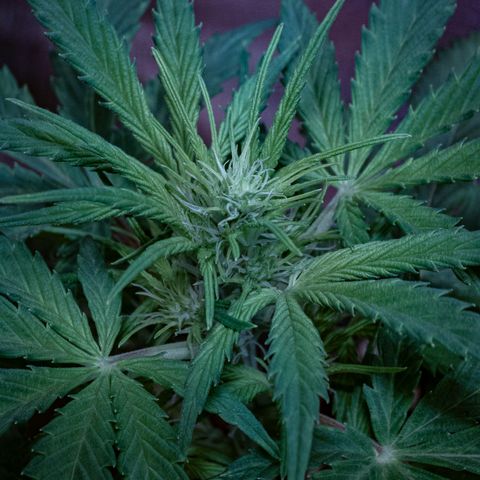 First strawberry haze growlog timeline photo