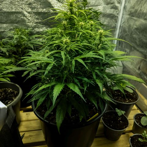First strawberry haze growlog timeline photo