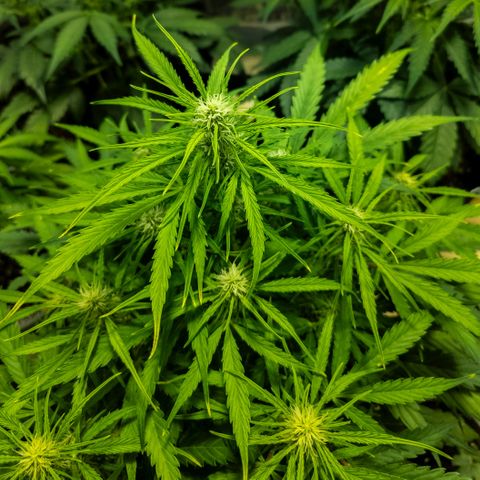 First strawberry haze growlog timeline photo