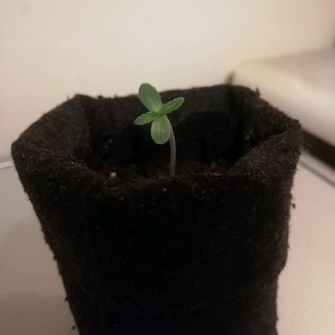 Marie-Jo  29.42 growlog timeline photo