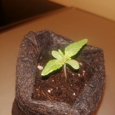 Marie-Jo  29.42 growlog timeline photo