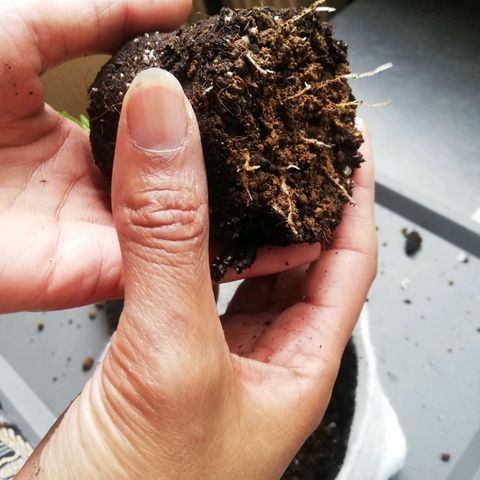 Marie-Jo  29.42 growlog timeline photo