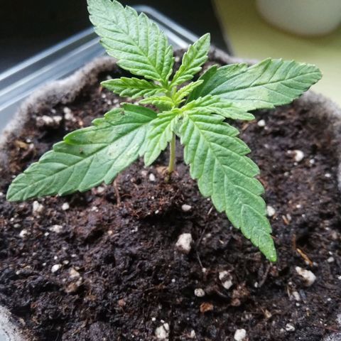 Marie-Jo  29.42 growlog timeline photo