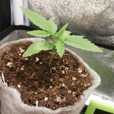 Marie-Jo  29.42 growlog timeline photo