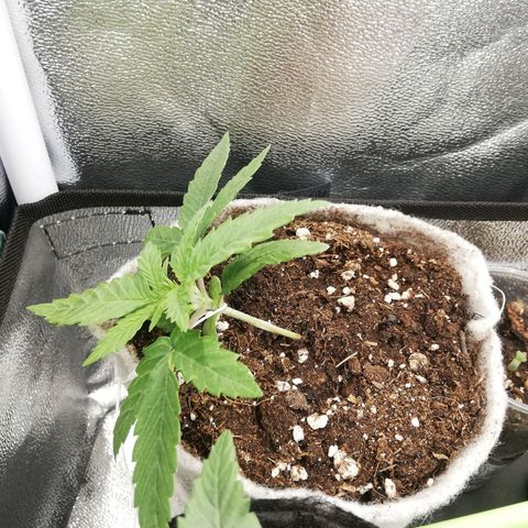 Marie-Jo  29.42 growlog photo: Palissage + FIM