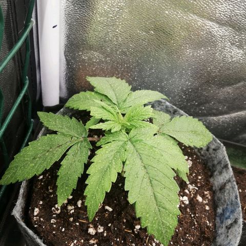 Marie-Jo  29.42 growlog timeline photo
