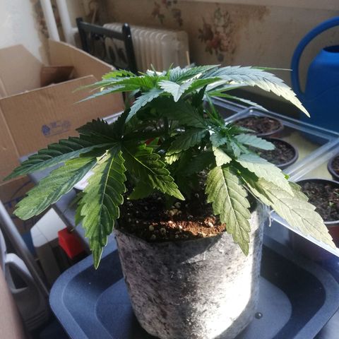 Marie-Jo  29.42 growlog timeline photo