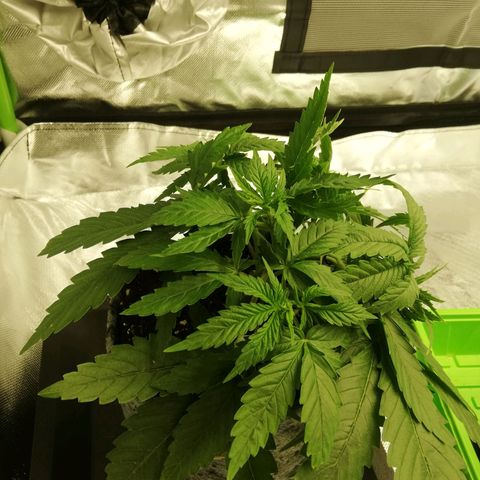 Marie-Jo  29.42 growlog timeline photo