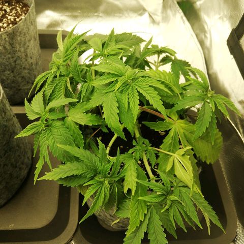 Marie-Jo  29.42 growlog timeline photo
