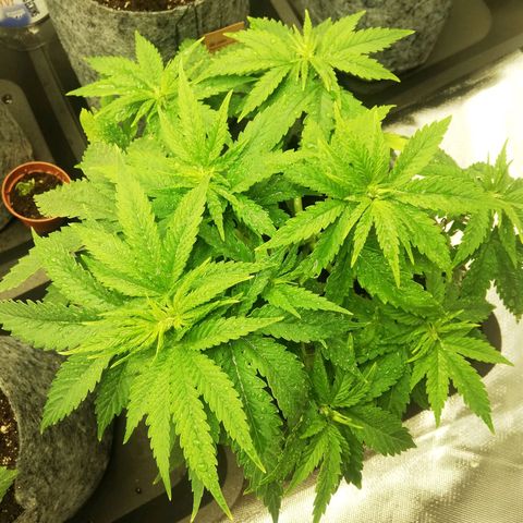 Marie-Jo  29.42 growlog photo: Toujours aussi belle 😍