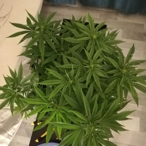 Marie-Jo  29.42 growlog photo: Avant et après defoliation