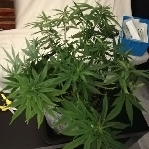 Marie-Jo  29.42 growlog photo: Avant et après defoliation
