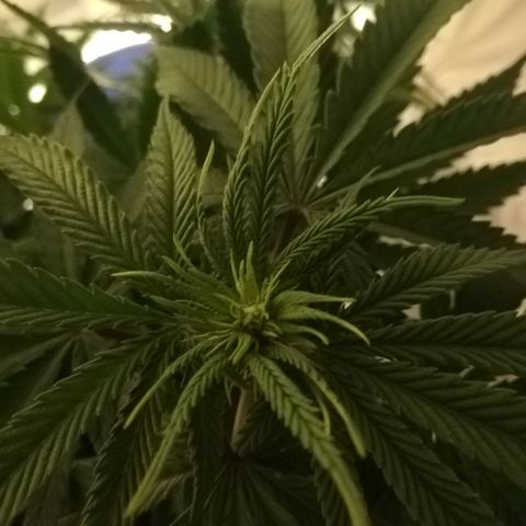 Marie-Jo  29.42 growlog photo: Avant et après defoliation