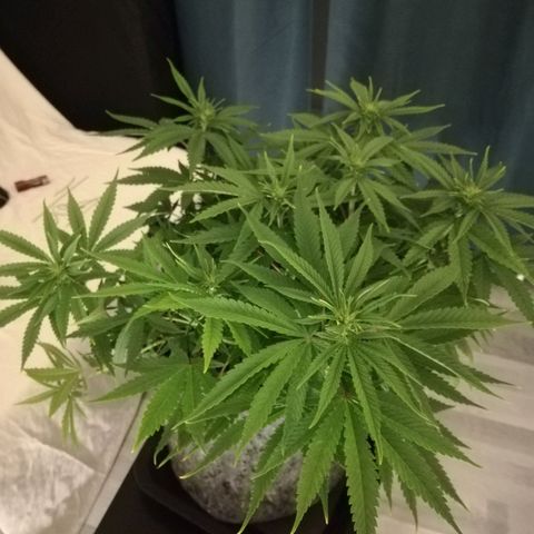 Marie-Jo  29.42 growlog photo: Avant et après defoliation