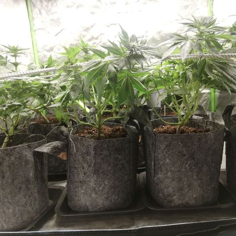 Marie-Jo  29.42 growlog timeline photo