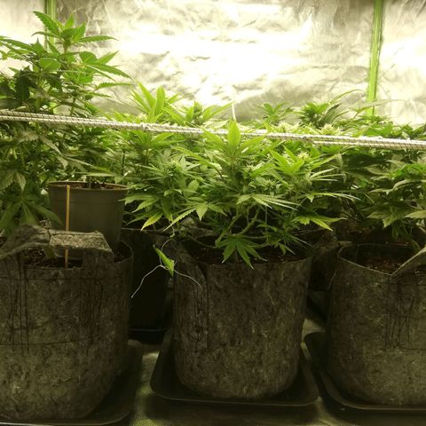 Marie-Jo  29.42 growlog timeline photo