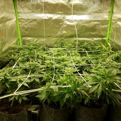 Marie-Jo  29.42 growlog timeline photo