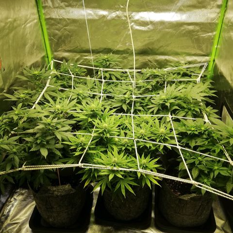 Marie-Jo  29.42 growlog timeline photo
