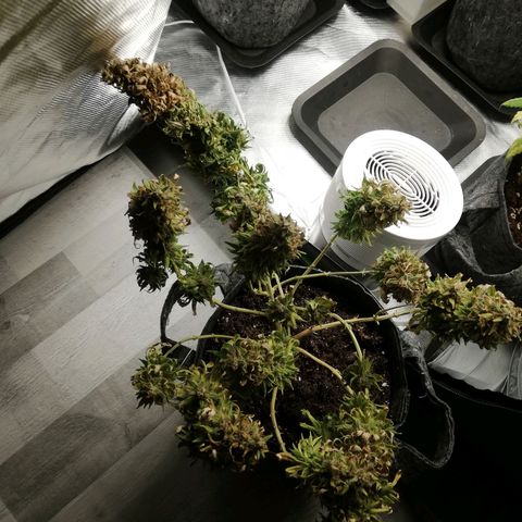 Marie-Jo  29.42 growlog photo: Juste avant la coupe 