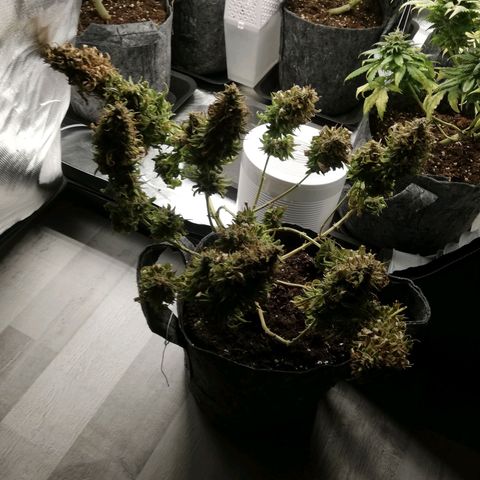 Marie-Jo  29.42 growlog photo: Juste avant la coupe 