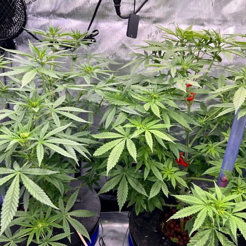 Acapulco Gold - Crop King growlog timeline photo