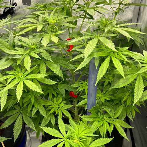 Acapulco Gold - Crop King growlog timeline photo