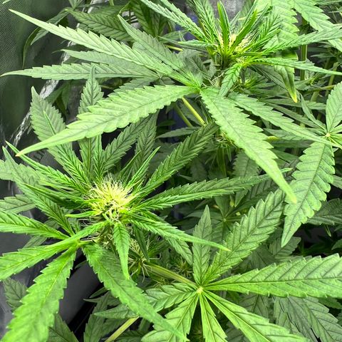 Acapulco Gold - Crop King growlog timeline photo