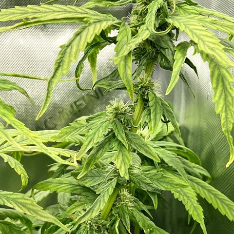 Acapulco Gold - Crop King growlog timeline photo