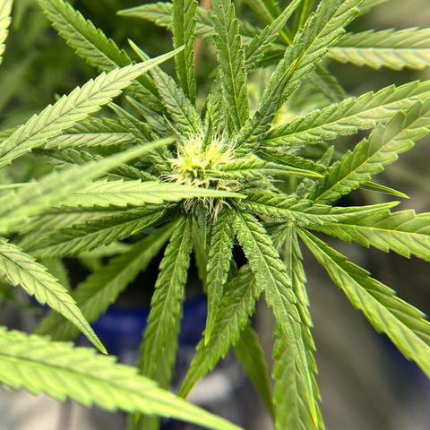 Acapulco Gold - Crop King growlog timeline photo