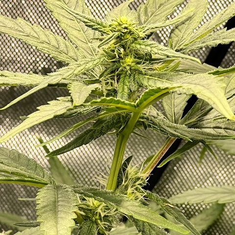 Acapulco Gold - Crop King growlog timeline photo