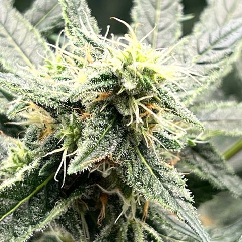 Acapulco Gold - Crop King growlog timeline photo