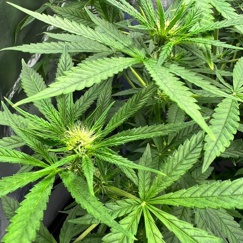 Acapulco Gold - Crop King growlog timeline photo